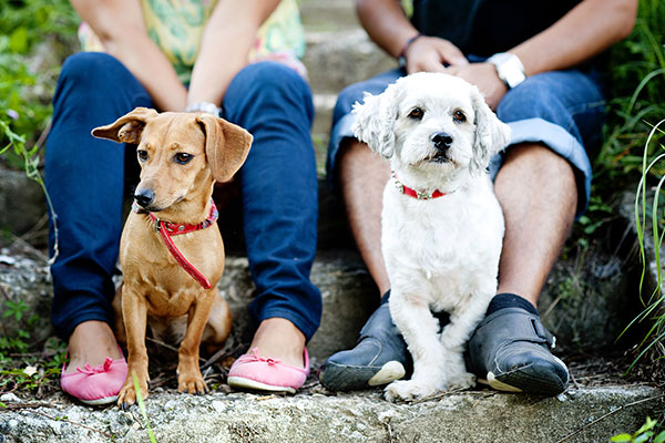 Two dogs sitting with owners